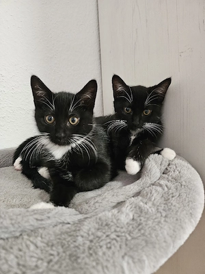 Süße Katzenbabys suchen ein Zuhause