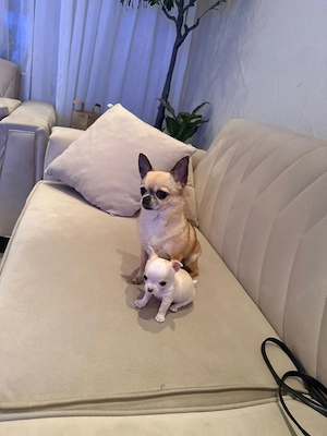 chihuahua 