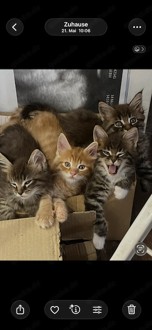 Reinrassige Maine Coon Kitten