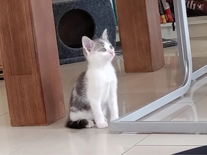 Maincoon mix 