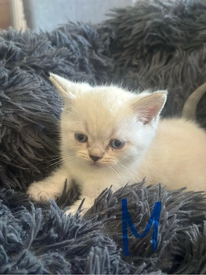 5 kleine BKH Kitten suchen noch ein zuhauss
