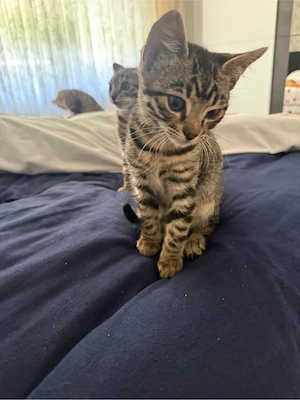 Bengal-Kitten-Mix