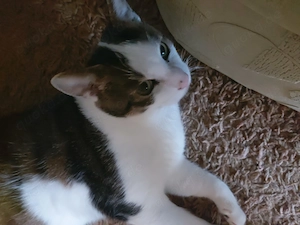 Dringend fuer Kater Zuhause gesucht