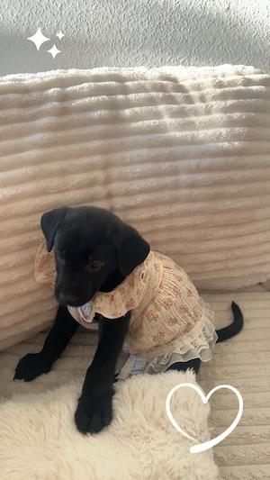 Labrador-Canecorso Mädchen