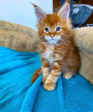  Geimpfte und kastrierte Maine-Coon-Kätzchen