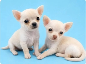 Gesunde und verspielte Chihuahua-Welpen   Bereit für Ihre Familie