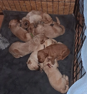 Goldendoodlewelpen
