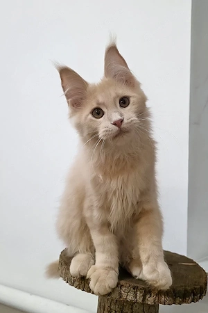  Maine-Coon-Kätzchen, männlich   5 Monate alt, geimpft, anhänglich und gut sozialisiert