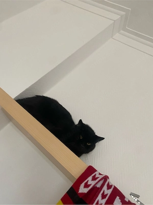 verkaufe meine bkh katzeb 