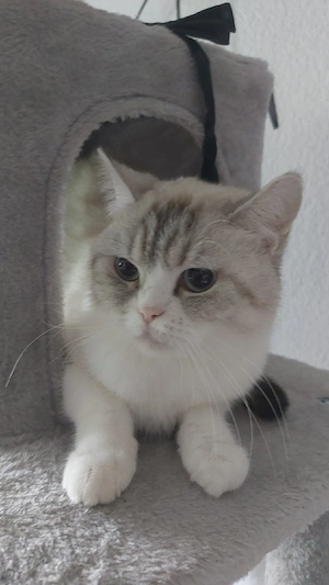 Traumhaft wunderschön und sanft Weibchen 