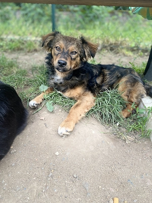 Vasi - Dackel meets Schäferhund .. oder so :)  Bild 5