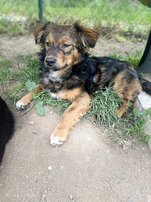 Vasi - Dackel meets Schäferhund .. oder so :)  Bild 2