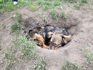 Vasi - Dackel meets Schäferhund .. oder so :)  Bild 4
