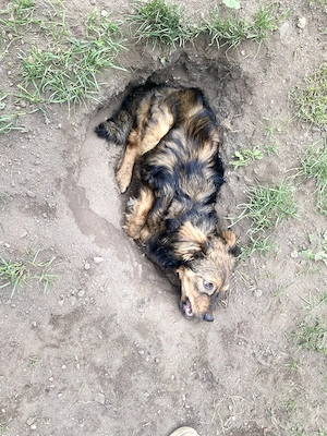 Vasi - Dackel meets Schäferhund .. oder so :)  Bild 3