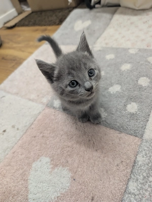 Wunderschönes Russisch Blau Kitten
