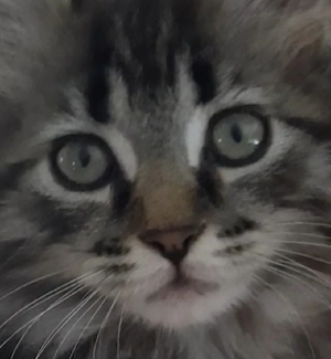 Maine Coon Kitten katze mädchen