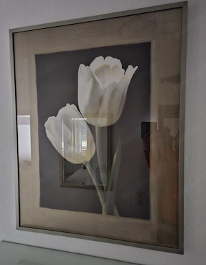 Bild Tulpen 