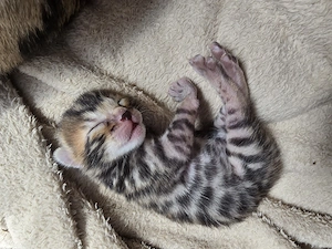 Reinrassige Bengal Kitten