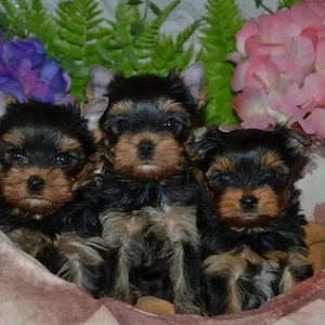 Typvolle Yorkshire Terrier Welpen (mit Ahnentafel) abzugeben.