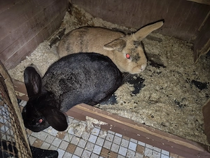 Kaninchen suchen liebevolles Neues zu Hause