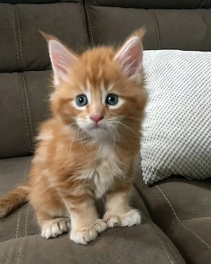 Sozialisierung von männlichen und weiblichen Maine-Coon-Kätzchen