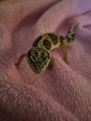 Leopardgecko Männlich 