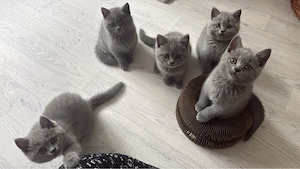 5 süße BKH Kitten 