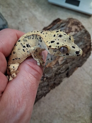 0.0.1 Superdalmatien Kronengecko