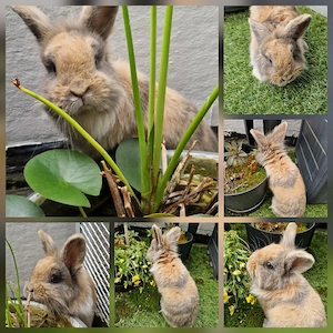 Zwergkaninchen