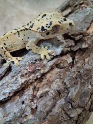 0.0.1 Correlophus cilliatus (Superdal)