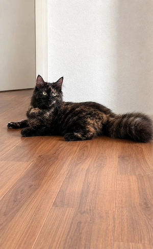 sibirische waldkatze 