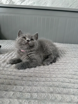 Britisch Kurzhaar Katzen reinrassig blau BKH