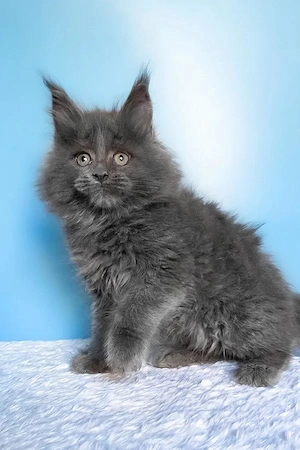 7 wunderschöne Maine Coon Kitten   4 Monate  Geimpft & Kinderlieb