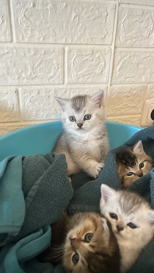Bkh kitten