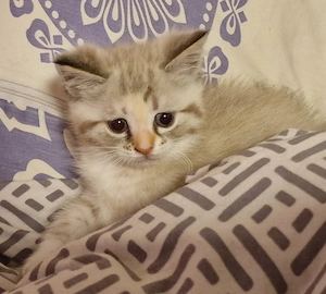 Maine Coon   bkh Kitten