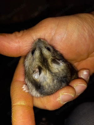 Hamster Zwerghamster 