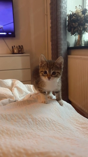 3 weibliche kitten