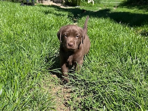 5 Labrador Weibchen suchen ein neues Zuhause