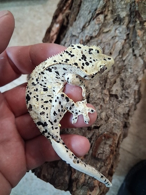 0.0.1 Superdalmatien Kronengecko