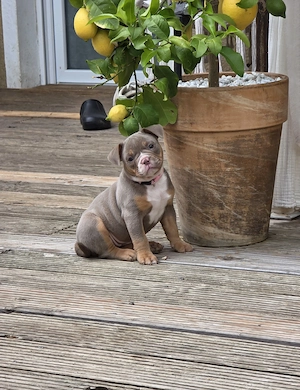OEB-Old English Bulldog-Bulldogge 