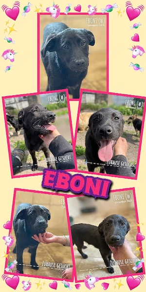 sanftes, zartes, wunderschönes Welpenmädchen "Eboni" sucht ein liebevolles Zuhause