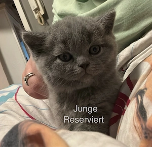 BKH katzen sichen ein zuhause 