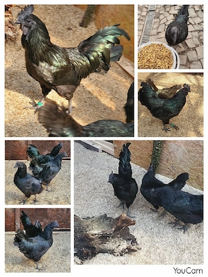Ayam Cemani Henne Hühner 
