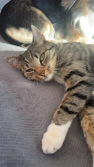 Kätzin 3 jahre alt sucht dringend neues zuhause