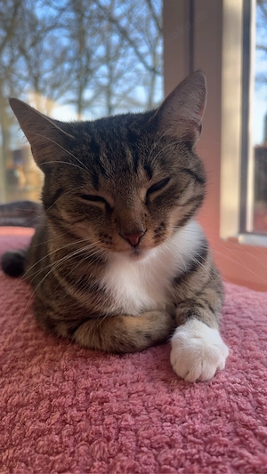 Kätzin Minou 4 jahre alt