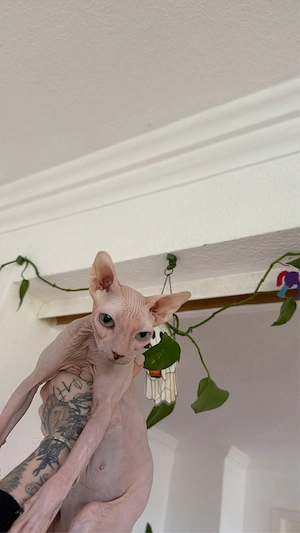Sphynx Dame sucht zuhause für immer