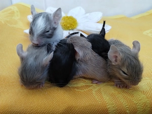 Knuddelige Degu Kids,kunterbunt:schwarz&sand&schoko-,Schecke suchen ihr Zuhause im Glück!
