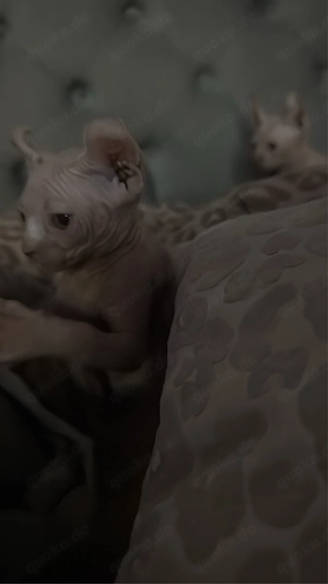 Wunderschönes Sphynx-Kitten sucht ein liebevolles Zuhause