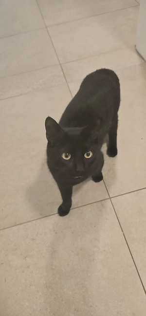 Siam Mix Kater 