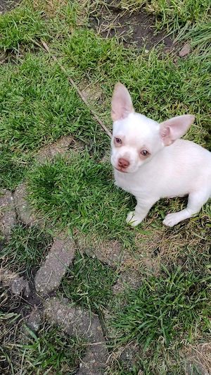 süße Chihuahua Welpen (keine Minis)